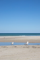 The beautiful Danish Western coast