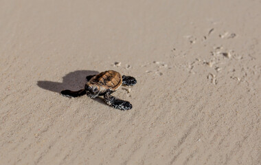 Little Sea Turtle Cub, Crawls along the Sandy shore in the direction of the ocean to Survive, Hatched, New Life, Saves, Way to life, Tropical Seychelles, footprints in the sand, forward to a new life