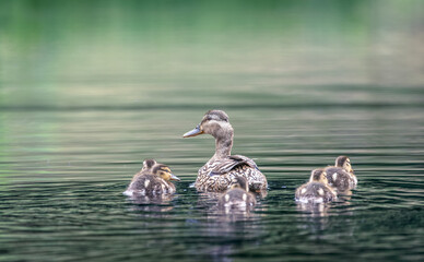 duck family on the pond

