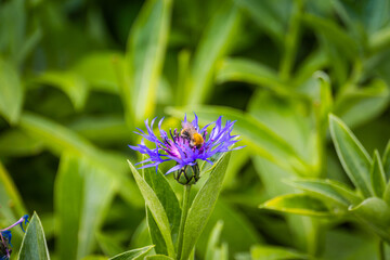 Purple cornflower in garden