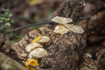 Oyster mushrooms close-up in the forest, autumn harvest, the concept of vegetables and raw food. Tropical mushrooms.