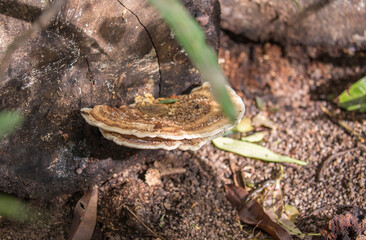 Oyster mushrooms close-up in the forest, autumn harvest, the concept of vegetables and raw food. Tropical mushrooms.