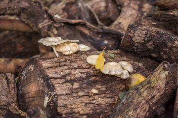 Oyster mushrooms close-up in the forest, autumn harvest, the concept of vegetables and raw food. Tropical mushrooms.