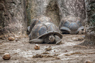 Gigantic Turtles in Seychelles, Rare Endemic Species, Giant Turtle, Aldabra Island, Population,Gigantic Turtles in Seychelles, Rare Endemic Species, Giant Turtle, Aldabra Island, Population, in Water
