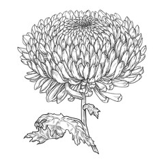 Hand drawn chrysanthemum with leaves. Vector illustration isolated on white background.