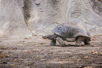 Gigantic Turtles in Seychelles, Rare Endemic Species, Giant Turtle, Aldabra Island, Population,Gigantic Turtles in Seychelles, Rare Endemic Species, Giant Turtle, Aldabra Island, Population, in Water