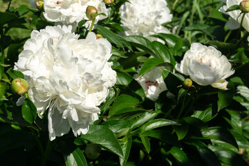 White peony in garden
