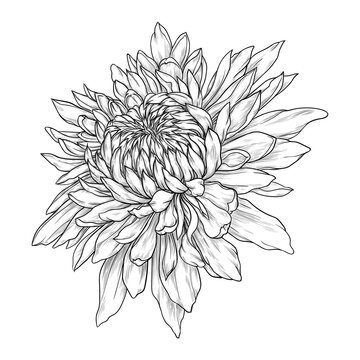 Hand drawn chrysanthemum flower. Vector illustration isolated on white background.