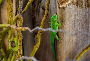 Lizard on Palm Leaves Tropical Background Sun Light Holiday Travel Design Space Palm Trees Branches Landscape Indonesia Seychelles Philippines Travel Island Relax Sea Ocean. green felzuma
