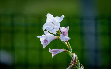 l'orchidea © simone