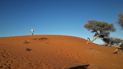 Fototapeta na wymiar Aventurier du désert Namibien