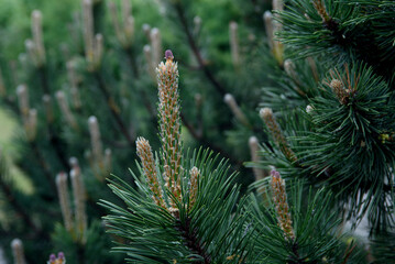 Young pine cones close up. Coniferous trees in spring.