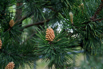 Young pine cones close up. Coniferous trees in spring.
