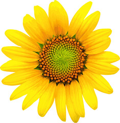 Abstract of sunflower on white background.