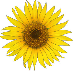 Abstract of sunflower on white background.