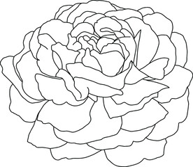 Abstract line rose flower are blooming with empty background.