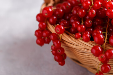 Ripe red currants in a wicker basket on grey stone background