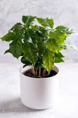 Coffee arabica plant in a white ceramic pot on the grey stone background