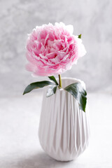 Beautiful pink peony flower in a white ceramic vase
