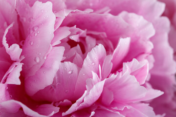 Close up of a beautiful pink peony flower, pastel colour, macro shot