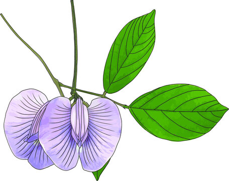 Abstract Purple Butterfly Pea flowers with leaf on white background.