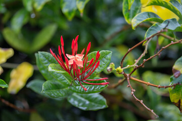 Exotic Tropical Flower White Resort, Travel Vacations Luxury Freshness Maldives Thailand, Indonesia Bora Bora Sri Lanka Bali Dominican Republic as background Jamaica Cuba Hawaii Egypt