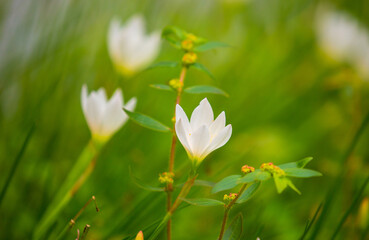 Obraz premium Exotic Tropical Flower White Resort, Travel Vacations Luxury Freshness Maldives Thailand, Indonesia Bora Bora Sri Lanka Bali Dominican Republic as background Jamaica Cuba Hawaii Egypt