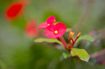 Exotic Tropical Flower White Resort, Travel Vacations Luxury Freshness Maldives Thailand, Indonesia...