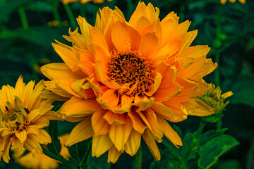 yellow dahlia flower