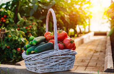Ripe tomatoes and cucumbers in a basket on the background of the greenhouse and garden
