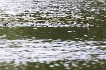 Common goldeneye or simply goldeneye (Bucephala clangula) with babies 