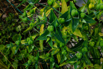 wild frut