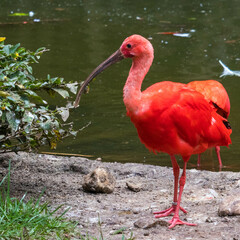 Flamingo vermelho
