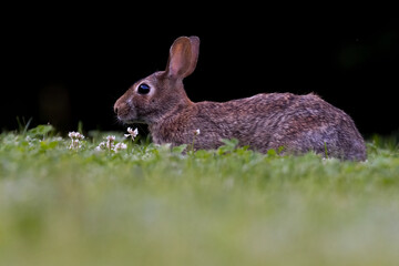  eastern cottontail (Sylvilagus floridanus)