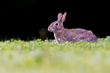  eastern cottontail (Sylvilagus floridanus)