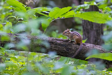 eastern chipmunk
