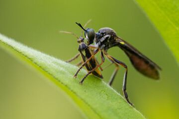 Naklejka premium robber fly family, also called assassin flies with prey
