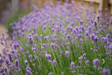 Naklejka premium Very shallow focus on lavender growing in a garden as a border by a picket fence.