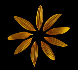 Sunflower petals isolated on black background, top view