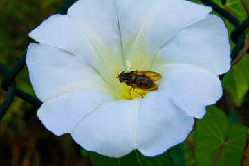Hover Fly on Flower