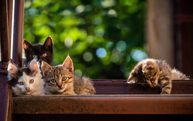 Four colorful kittens on a natural background. Summer shot. Selective focus.