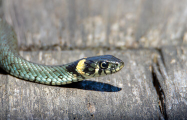a close-up with the profile of a grass snake