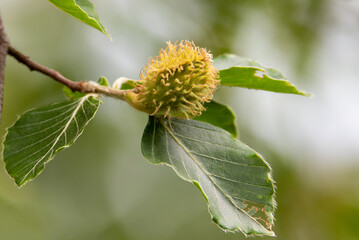 a close-up with beech fruit on the branch