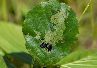 Fototapeta premium a close-up of black caterpillars on a beech leaf