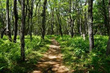Fototapeta na wymiar Hiking trail through the woods