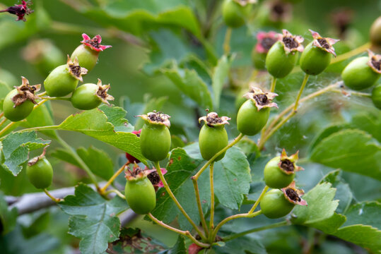 A close-up with green Crataegus monogyna fruits on the branch