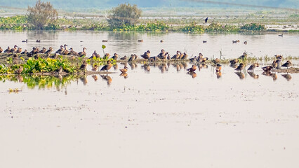 Ducks basking in a lake