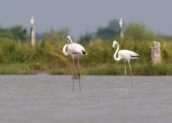 A Pair of Flamingos in a lake