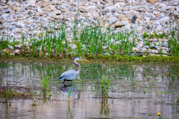 Blue Heron with Perch