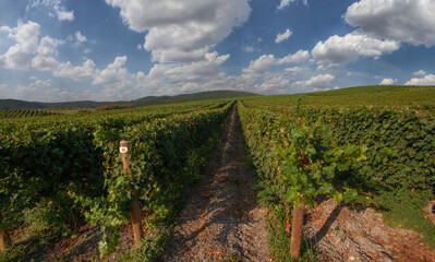 Fototapeta na wymiar Vineyards. View of grapevines against day sky